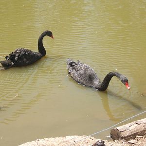 Black Swans