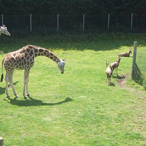 Giraffes and Blesbok