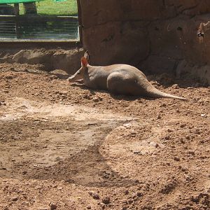Aardvark enjoying the sun