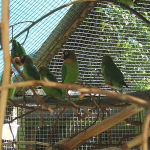 Black-cheeked Lovebirds
