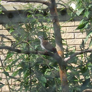Tambourine Dove