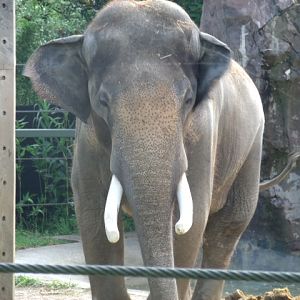 Malaysian Elephant