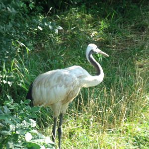 Red-Crowned Crane