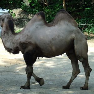 Bactrian Camel
