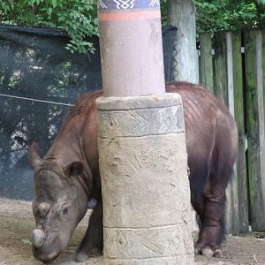 Sumatran Rhinoceros