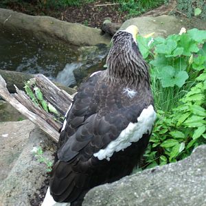 Steller's Sea Eagle