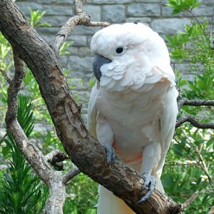 Salmon-Crested Cockatoo