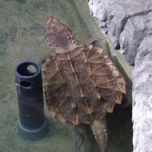 Alligator Snapping Turtle