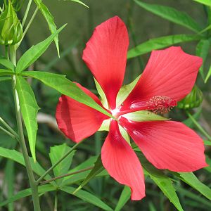 Swamp Hibiscus