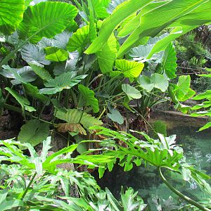 Tropical Plantings in Aviary