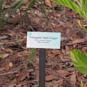 Varigated Shell Ginger