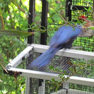 Violaceous Turaco Entering Cage for Food