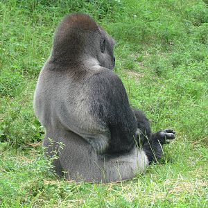 Western Lowland Gorilla