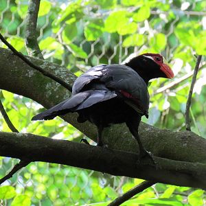 Violaceous Turaco