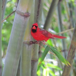 Wild Northern Cardinal