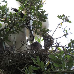 Wood Stork Nest