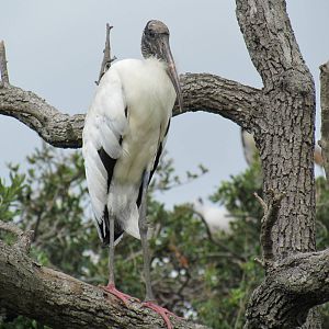 Wood Stork