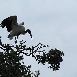 Wood Stork Out on a Limb