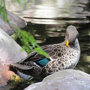 Yellow Billed Duck