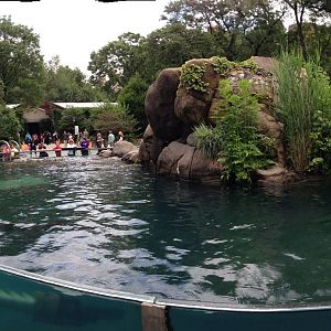 Central Park Zoo- California Sea Lion Exhibit