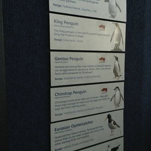 Central Park Zoo- Penguin Exhibit Species List