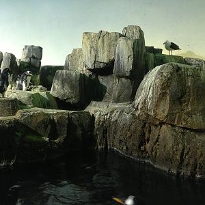 Central Park Zoo- Penguin Exhibit