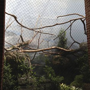 Central Park Zoo- Eurasian Eagle Owl Exhibit