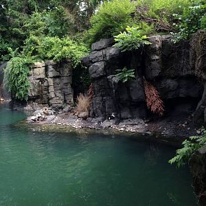 Central Park Zoo- Seabird Exhibit (Former Harbor Seal)