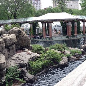 Central Park Zoo- Japanese Macaque Exhibit