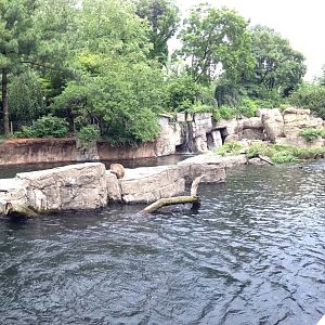 Central Park Zoo- Japanese Macaque Exhibit