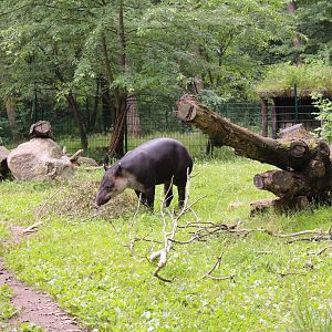 Baird's tapir, July 2013