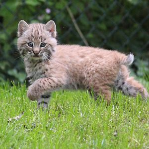 Bobcat kitten, July 2013