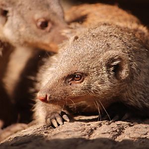 Banded mongooses, July 2013
