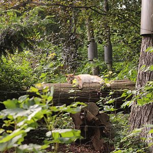 Siberian lynx, July 2013
