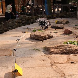 Porcupine enclosure, July 2013