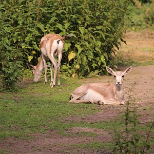 Persian goitered gazelle, July 2013