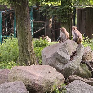 Rhesus monkeys, July 2013