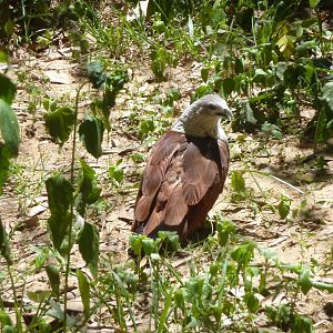 Brahminy kite, May 2013