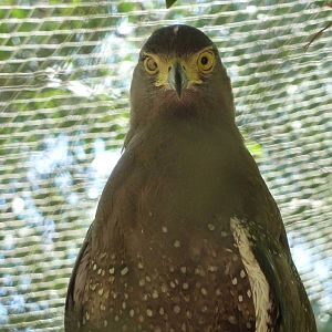 Crested serpent eagle, May 2013