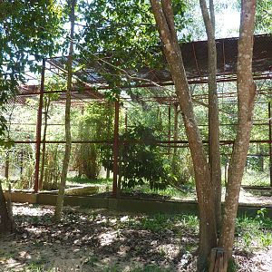 Greater adjutant aviary, May 2013