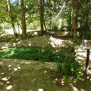 Snail-eating turtle pool, May 2013