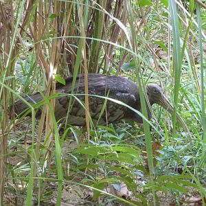 Giant ibis, May 2013