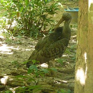 Giant ibis, May 2013