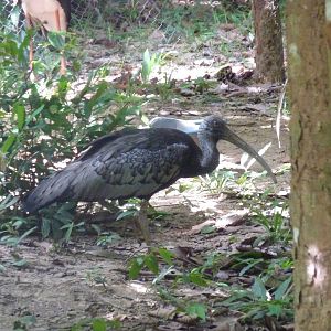 Giant ibis, May 2013