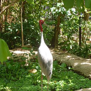 Free-ranging sarus crane, May 2013