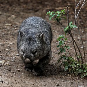 tasmanian wombat