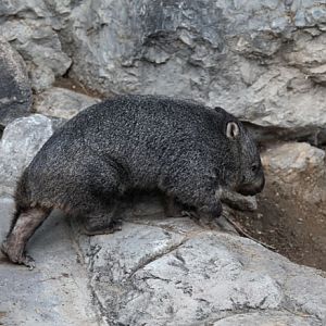 tasmanian wombat