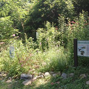 Hummingbird Garden