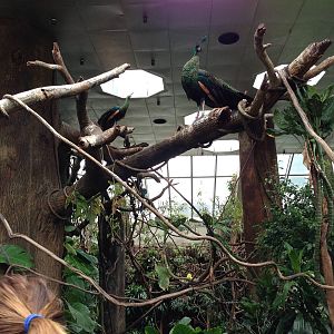 Central Park Zoo- Tropics Building