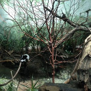 Central Park Zoo- Black and White Ruffed Lemur Exhibit